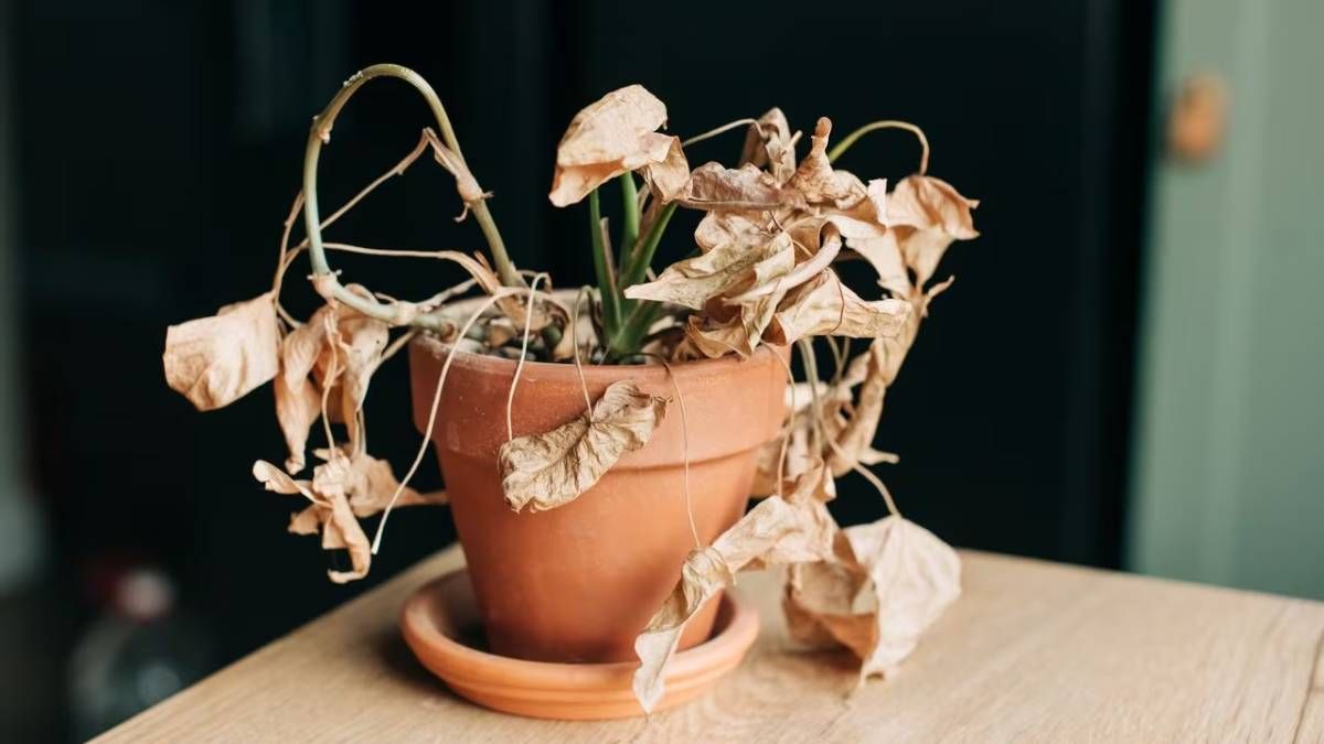 Qué significa que las hojas y las flores de las plantas se marchiten según el Feng Shui