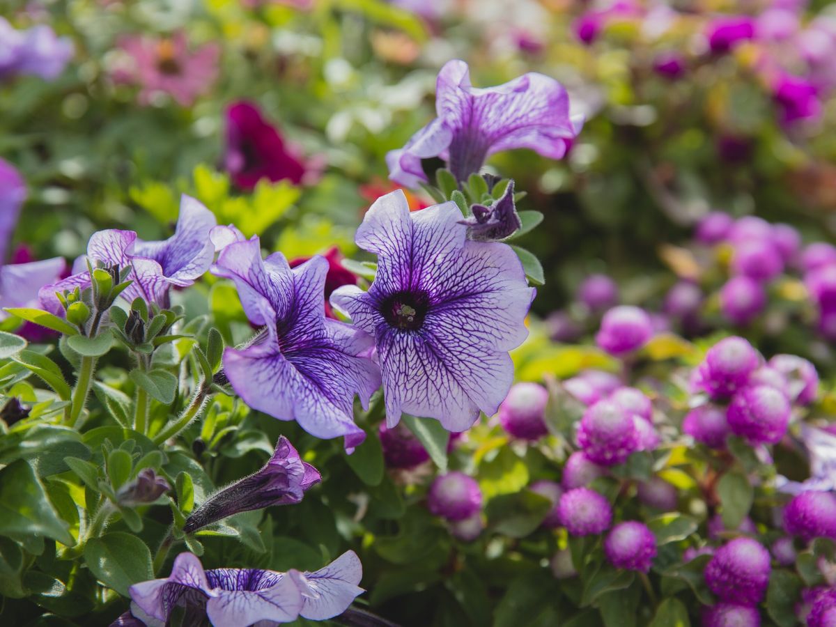 Cuida las petunias de tu jardín. Imagen: Freepik