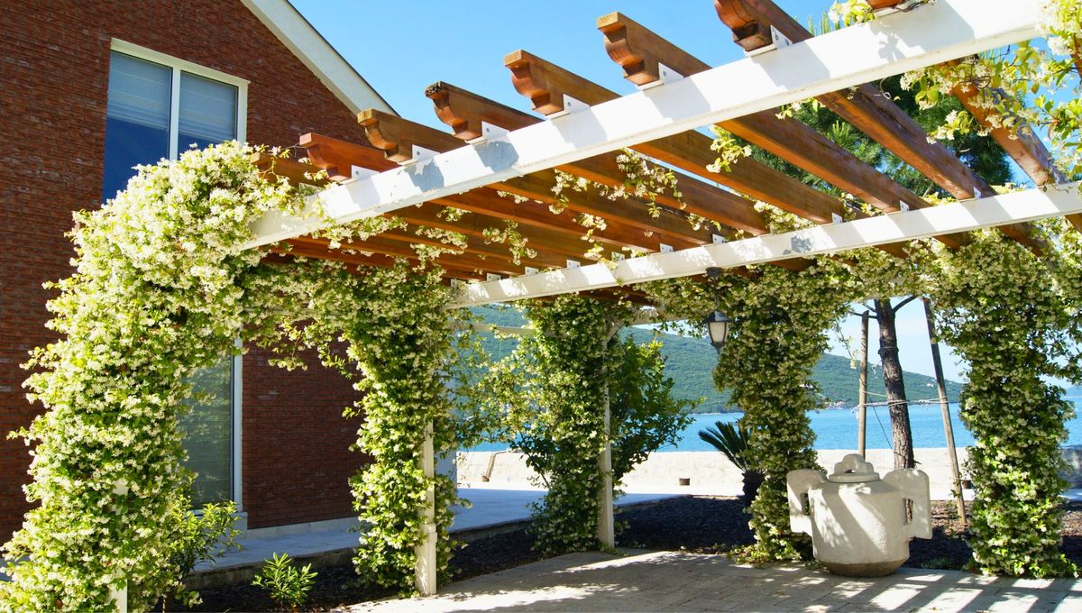 Cómo hacer que tu planta de jazmín trepe y se convierta en una enredadera espectacular para tu jardín