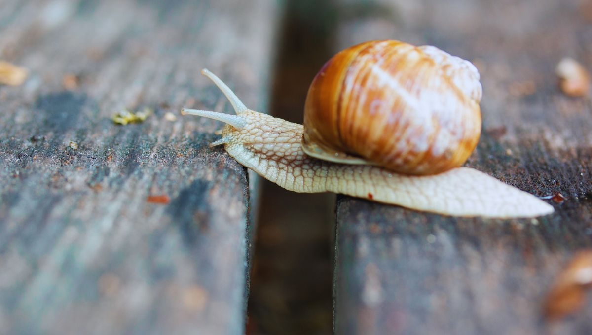 Cómo sacar los caracoles de casa usando un trapo húmedo