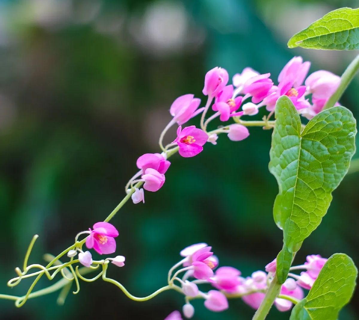 Es una planta de fácil mantenimiento. Imagen: Pixabay Es una planta de fácil mantenimiento. Imagen: Pixabay