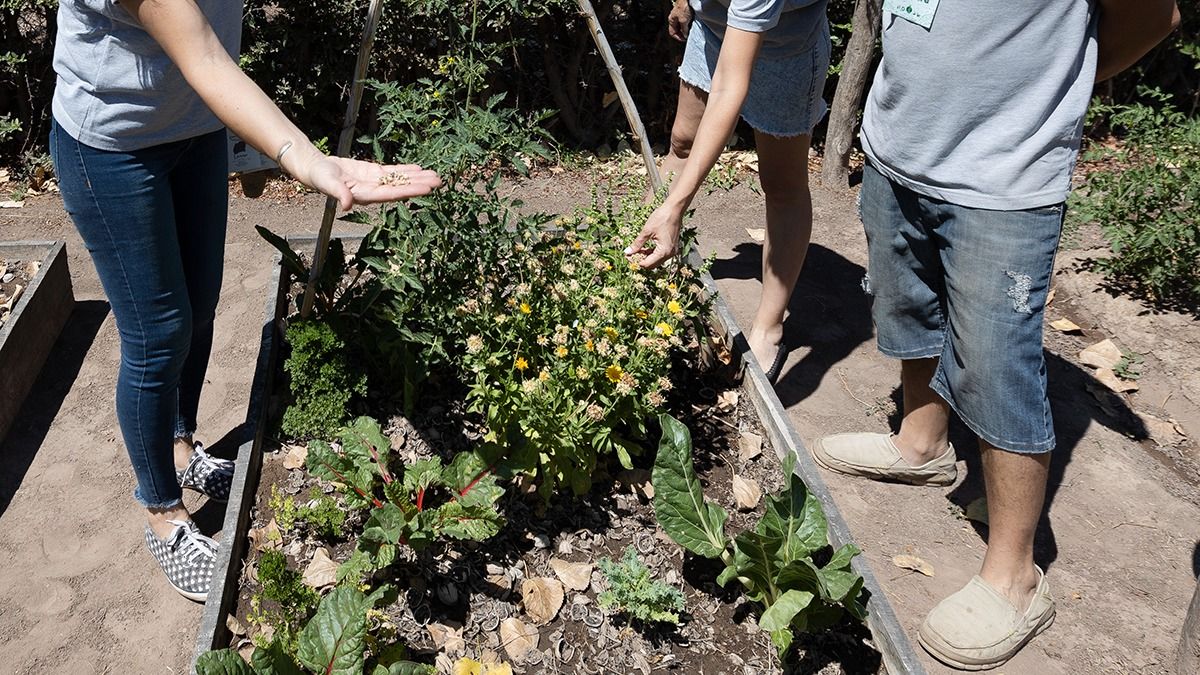 Tienen su huerta en su casa en Perdriel. Tienen su huerta en su casa en Perdriel.