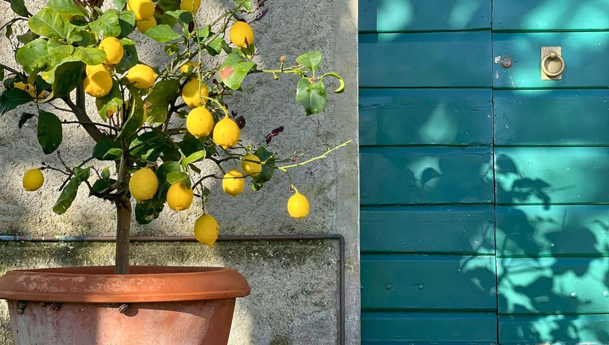El limonero atrae riqueza y mejora la estbilidad financiera del hogar o lugar donde se trabaja. El limonero atrae riqueza y mejora la estbilidad financiera del hogar o lugar donde se trabaja.