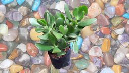 ¿Cuál es la piedra que atrae dinero si la colocas en el árbol de Jade?