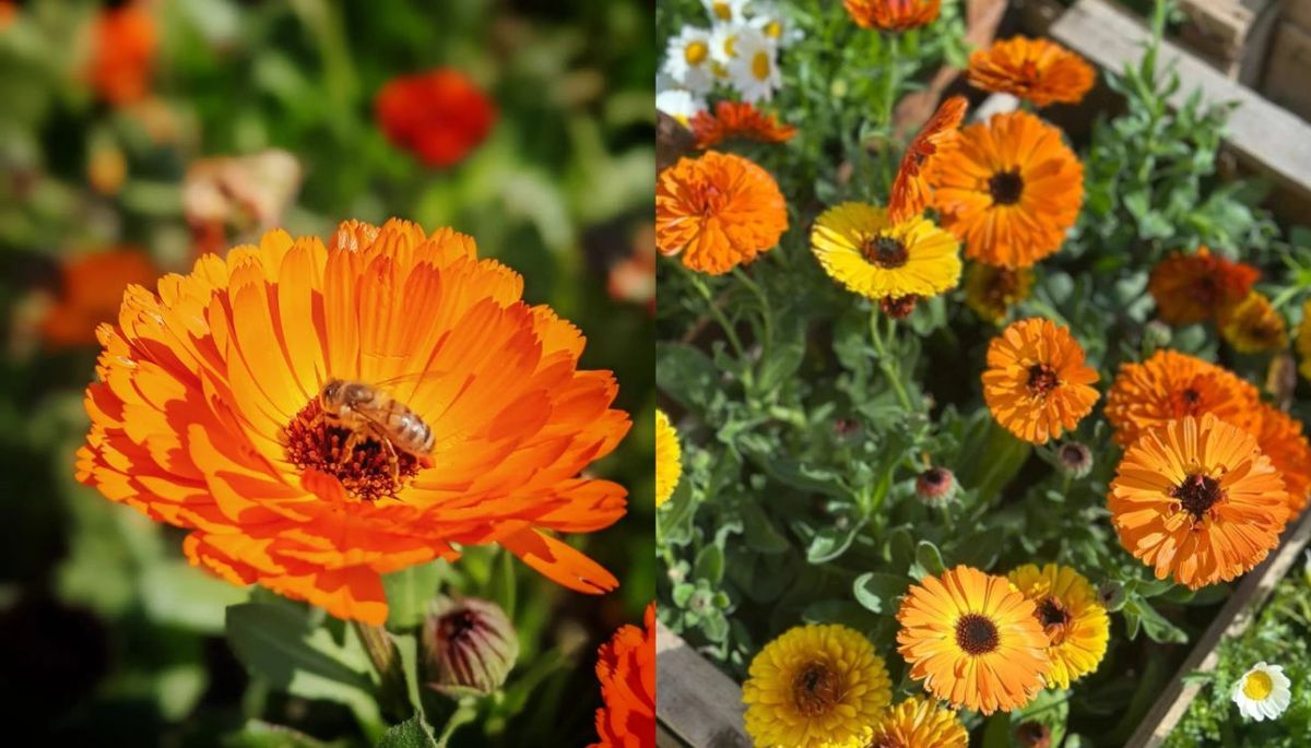 Esta encantadora planta produce flores coloridas.