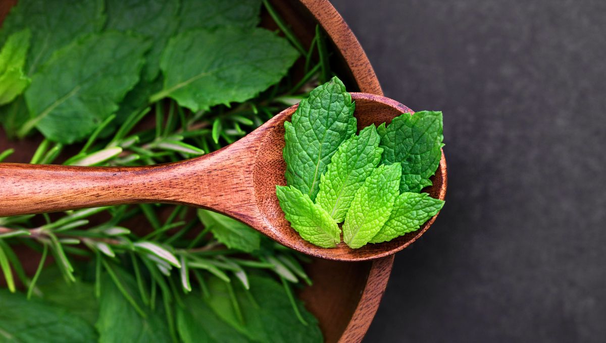 Además de aportar fragancia, la menta ayuda a mejorar la calidad de tu ropa. Además de aportar fragancia, la menta ayuda a mejorar la calidad de tu ropa.