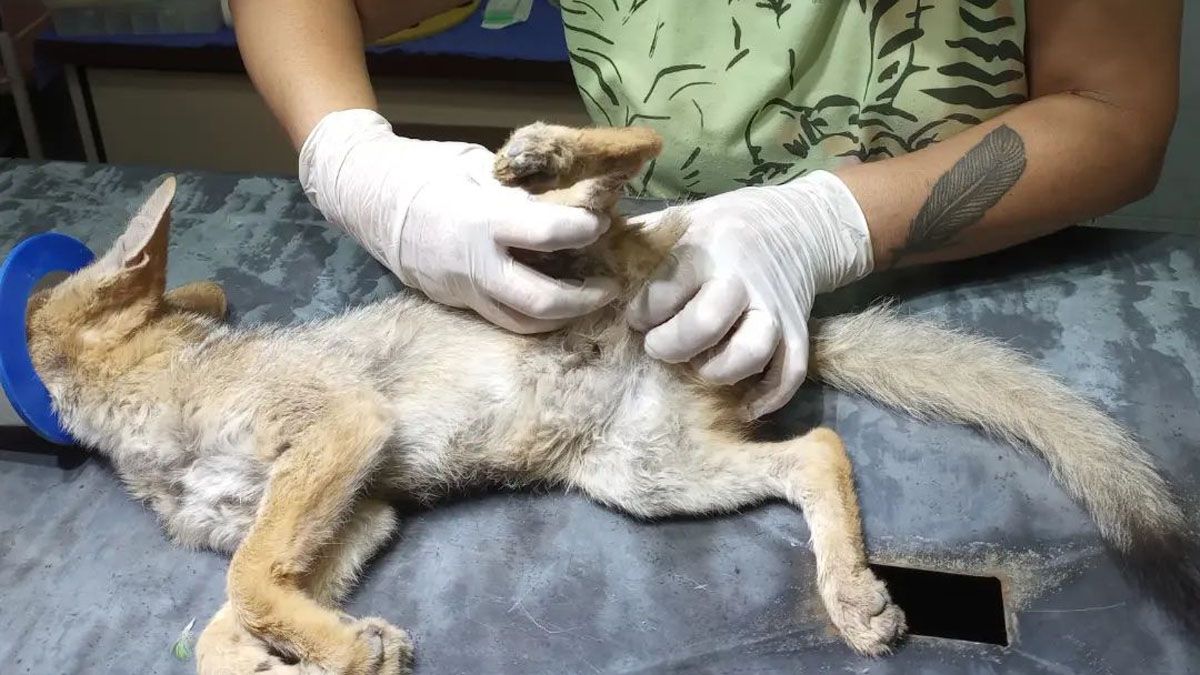 El zorro encontrado en mal estado en Potrerillos fue atendido por la veterinaria Jennifer Ibarra en la Fundción Cullunche. Imagen ilustrativa.