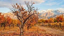 Qué hacer si tu naranjo se seca en otoño y cómo revivirlo