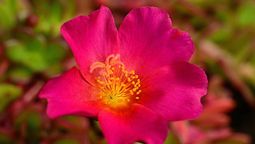 La planta indestructible que tolera el sol