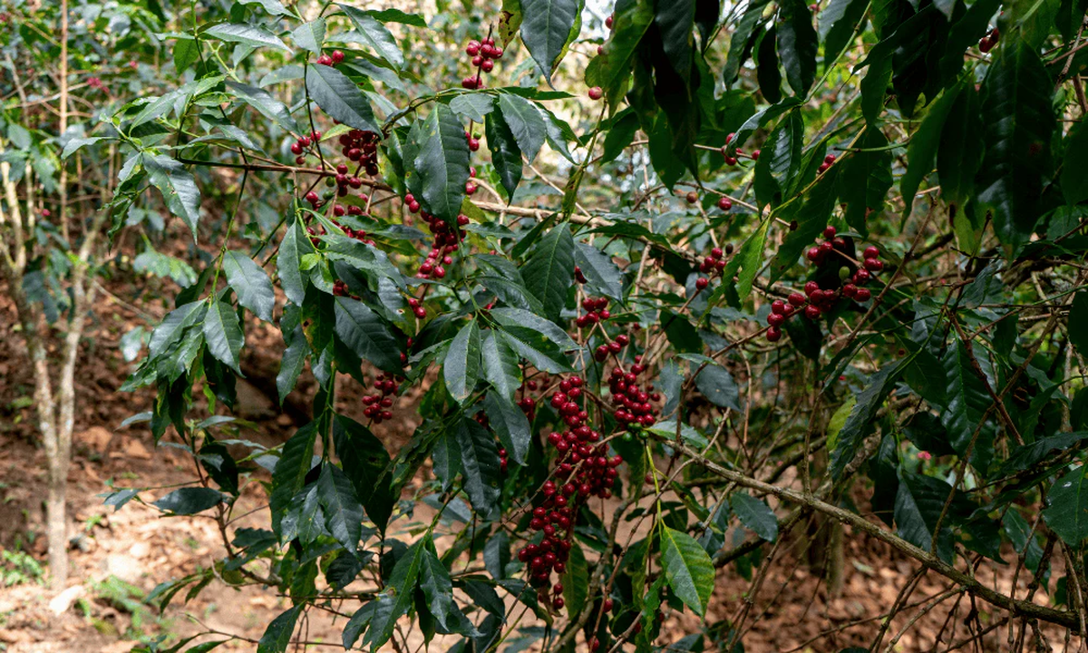 Imagen ilustrativa del cultivo de café. El café de especialidad es aquel que obtiene una puntuación de 80 puntos o más sobre 100 por parte de catadores de café certificados. Imagen ilustrativa del cultivo de café. El café de especialidad es aquel que obtiene una puntuación de 80 puntos o más sobre 100 por parte de catadores de café certificados.