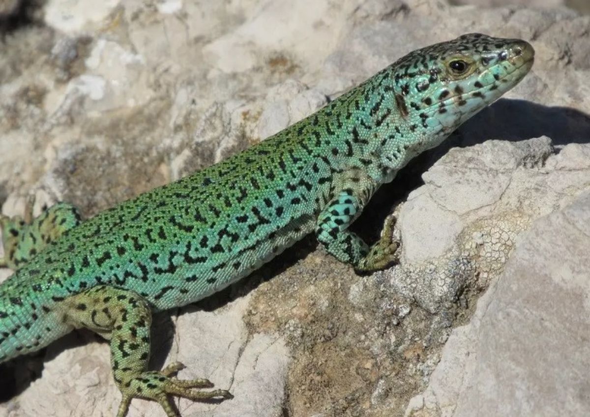 A las lagartijas solo les queda escapar. A las lagartijas solo les queda escapar.