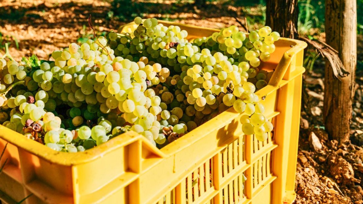 La caída del pronóstico de cosecha es menor en el caso de uvas blancas. La caída del pronóstico de cosecha es menor en el caso de uvas blancas.