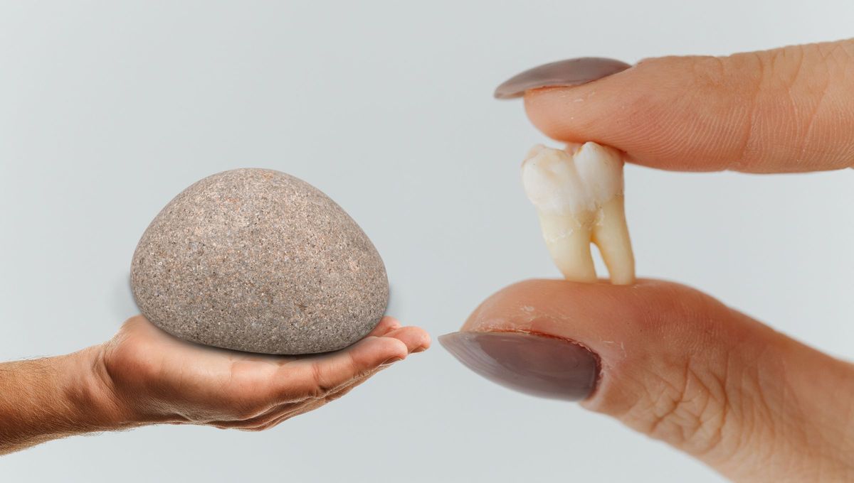 ¿Sabías que los dientes humanos son casi tan duros como una piedra?