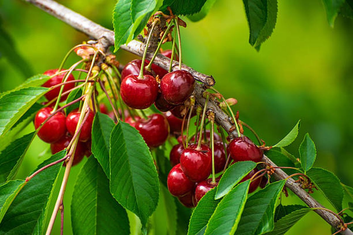 El cerezo debe trasplantarse en mayo. El cerezo debe trasplantarse en mayo.