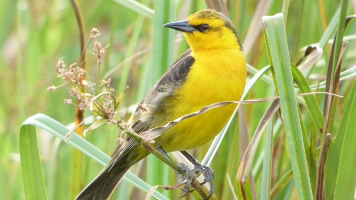 (Foto: Aves Argentinas) (Foto: Aves Argentinas)