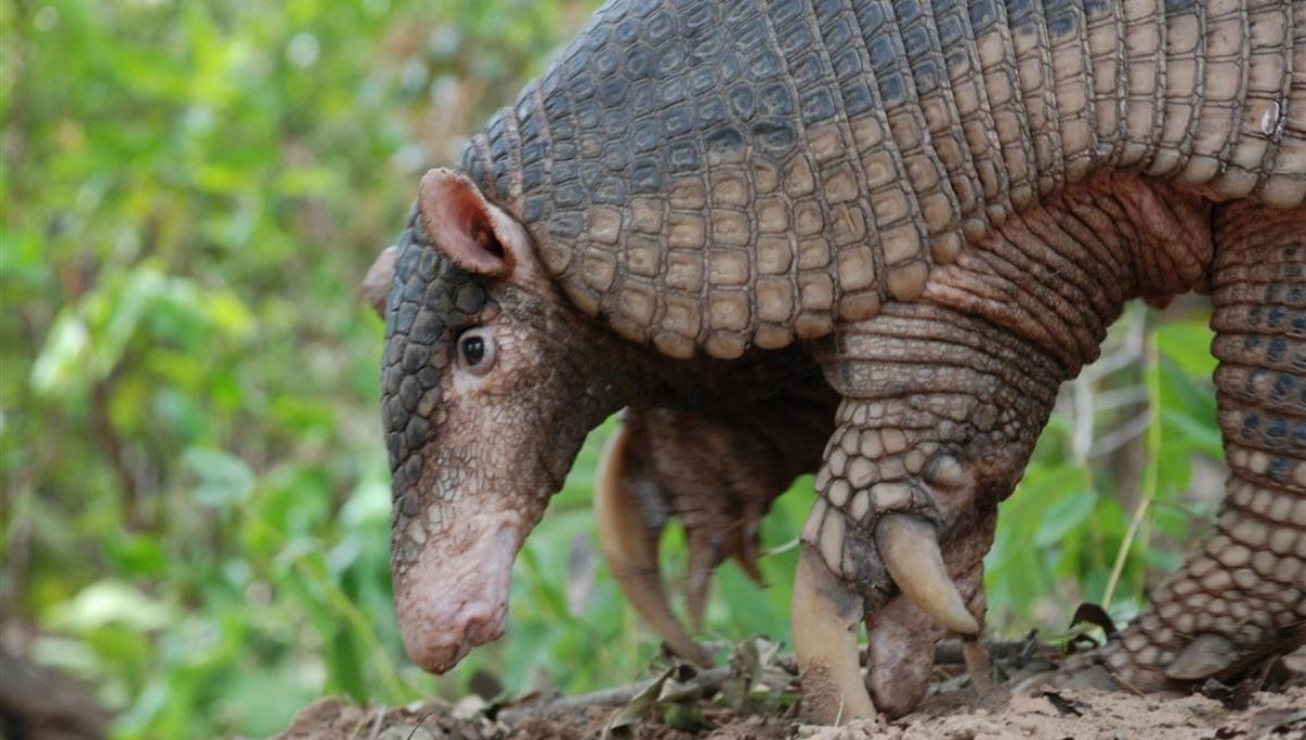 Ni yaguareté ni cóndor andino: el extraño animal en peligro de extinción en Argentina