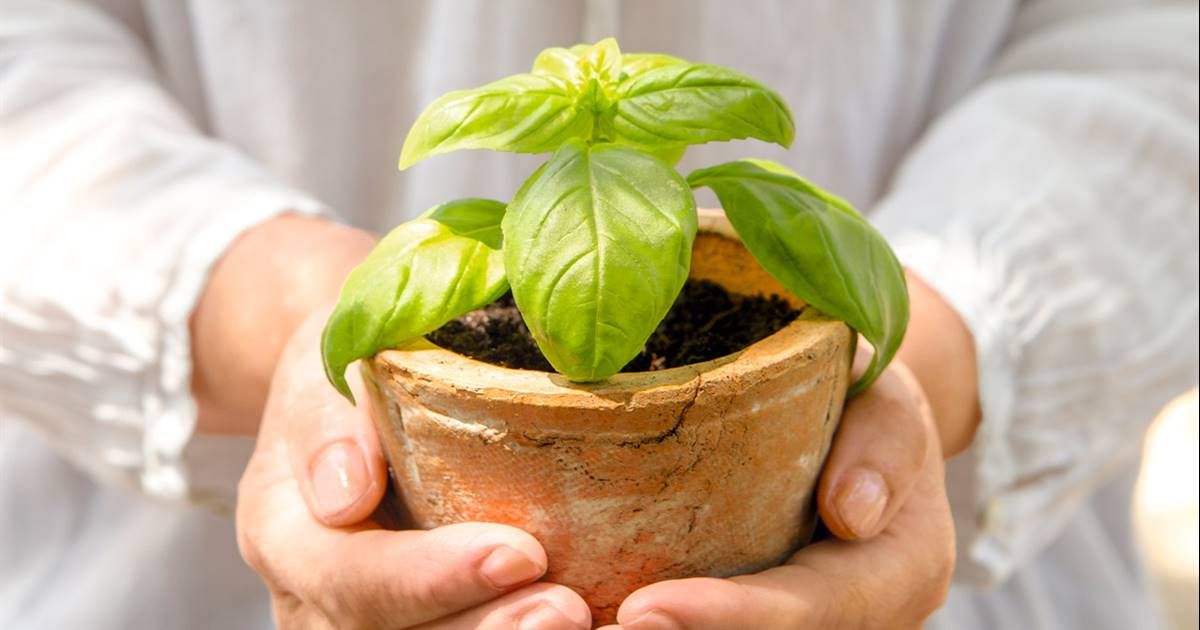 Dónde poner la albahaca en el hogar para activar sus propiedades