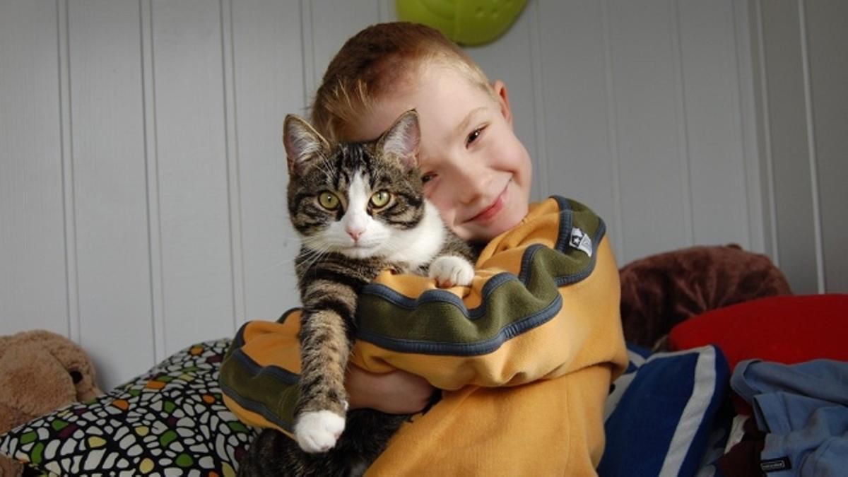 Estudio científico revela que los gatos domésticos son más inteligentes que los niños Estudio científico revela que los gatos domésticos son más inteligentes que los niños