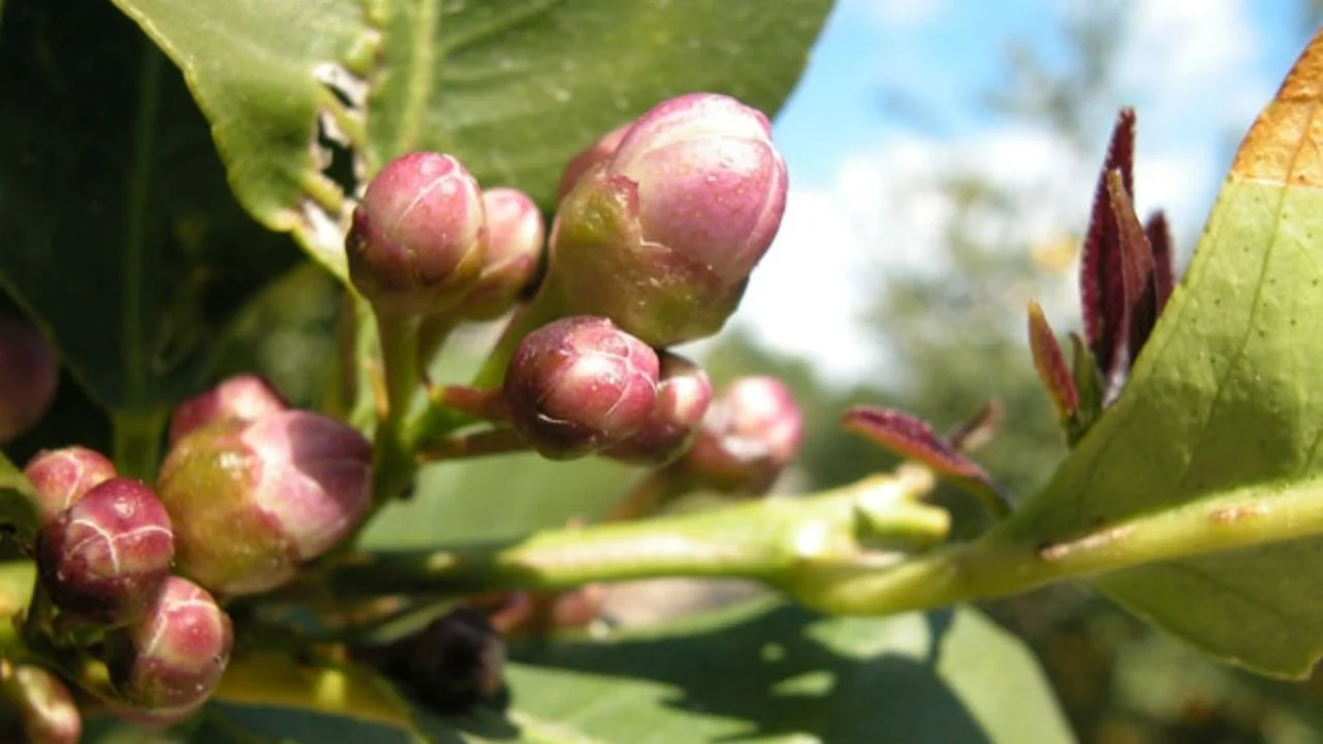 Si las hojas de un limonero cambian de color, se debe a causas puramente negativas Si las hojas de un limonero cambian de color, se debe a causas puramente negativas