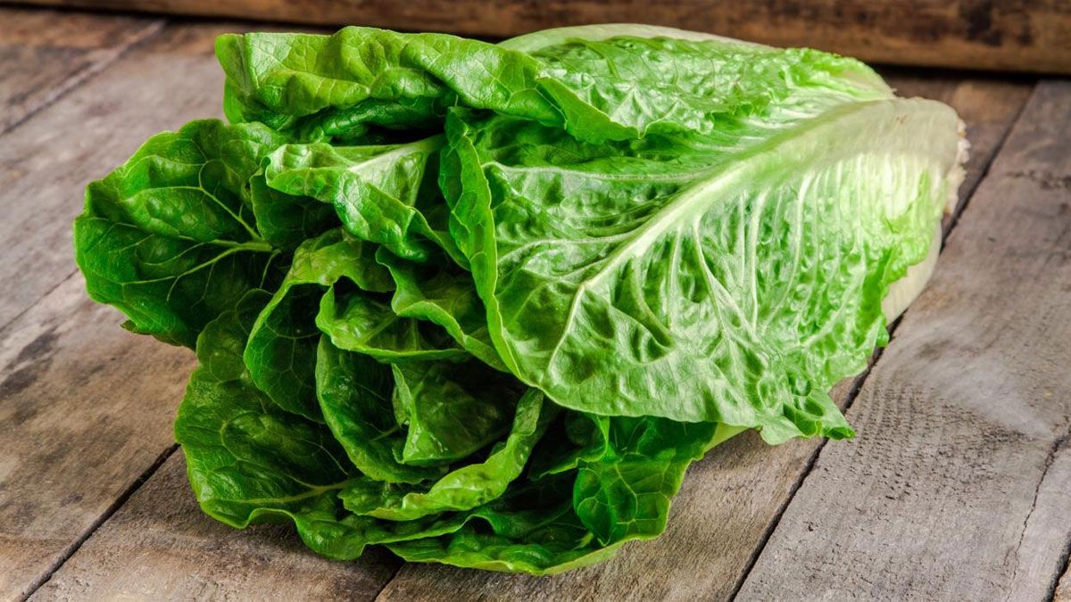 La planta de lechuga aporta muchos nutrientes a la salud de las personas. La planta de lechuga aporta muchos nutrientes a la salud de las personas.