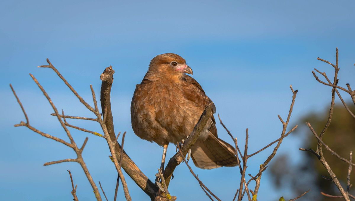 Esta ave rapaz destaca por su adaptabilidad y capacidad para sobrevivir en una amplia variedad de hábitats, desde áreas urbanas hasta zonas rurales y boscosas. Esta ave rapaz destaca por su adaptabilidad y capacidad para sobrevivir en una amplia variedad de hábitats, desde áreas urbanas hasta zonas rurales y boscosas.