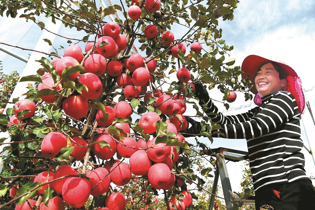 Una agricultora cosecha manzanas en Yan’an, provincia de Shaanxi. PARA USO DE CHINA DAILY   