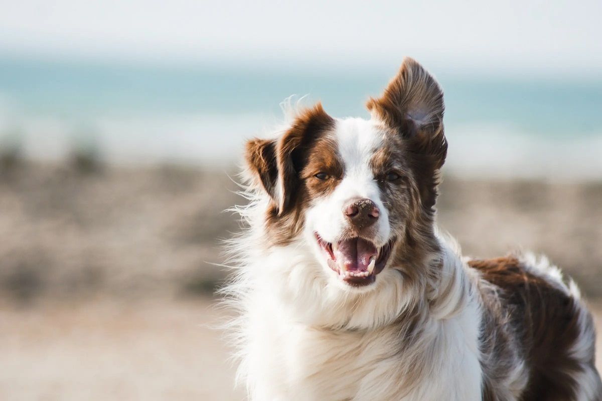 Sigue estos consejos si quieres educar a tu perro para que aprenda a hacer sus necesidades en el lugar que corresponde.