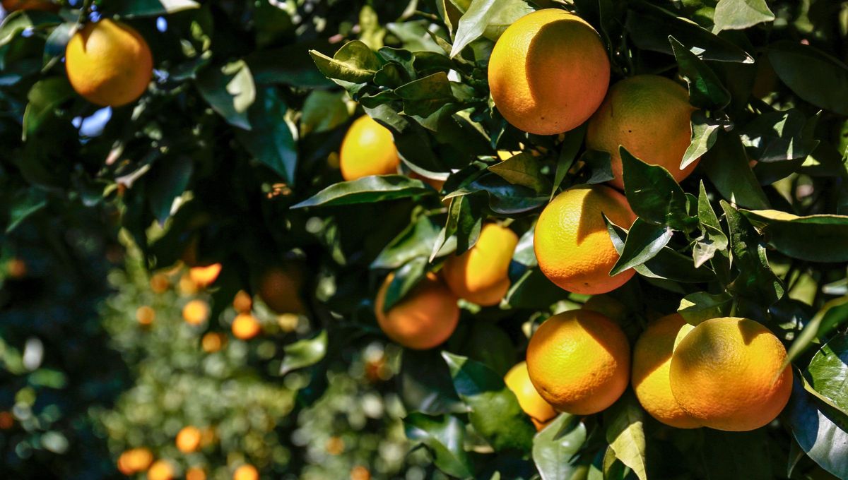 Uno de los problemas más comunes con el naranjo es el arrugamiento de sus hojas. Uno de los problemas más comunes con el naranjo es el arrugamiento de sus hojas.