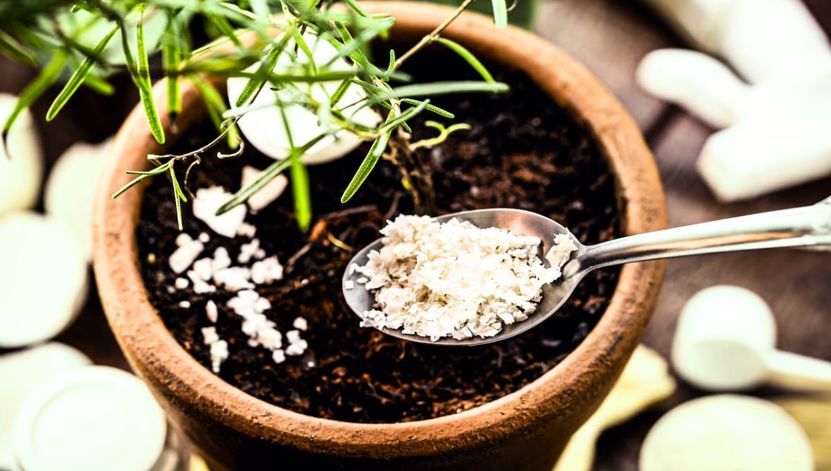 La avena puede ser un excelente abono casero para las plantas de tu jardín 