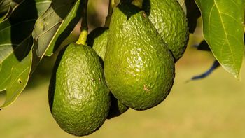 El país de América Latina que es mayor exportador y productor de oro verde del mundo