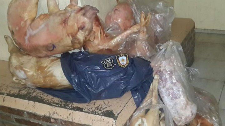Cuatro jóvenes fueron detenidos por robar media docena de lechones