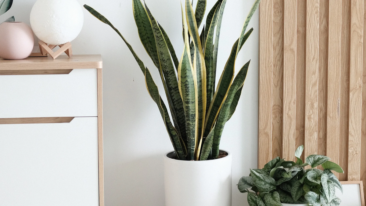 Lengua De Suegra, La Planta Que Elige Marina Calabró Para Decorar Su Hogar