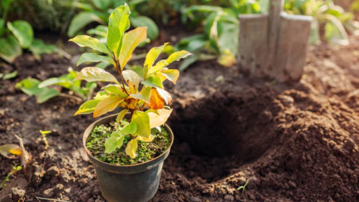 Cuáles son los mejores días de abril para cultivar un árbol frutal, según el calendario lunar