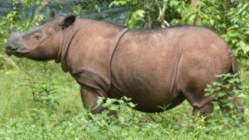 Una especie de rinoceronte amenazada espera a una nueva cría