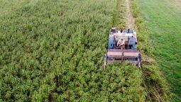 En poco tiempo más Mendoza tendrá funcionando dos emprendimientos de cannabis medicinal.