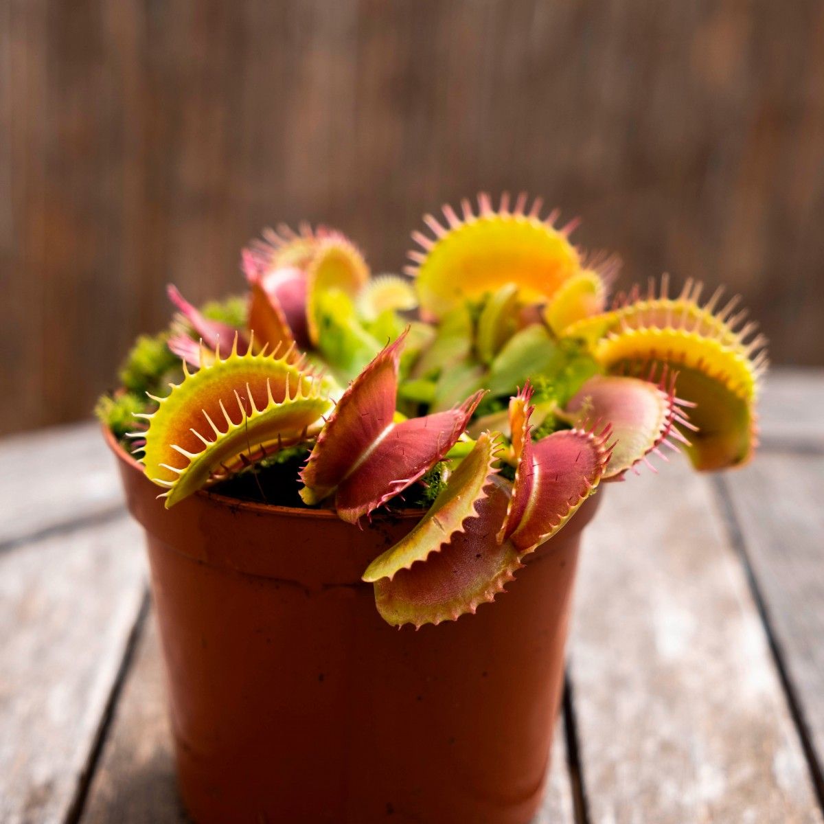 Aprende cómo seducen sus presas las plantas carnívoras. 