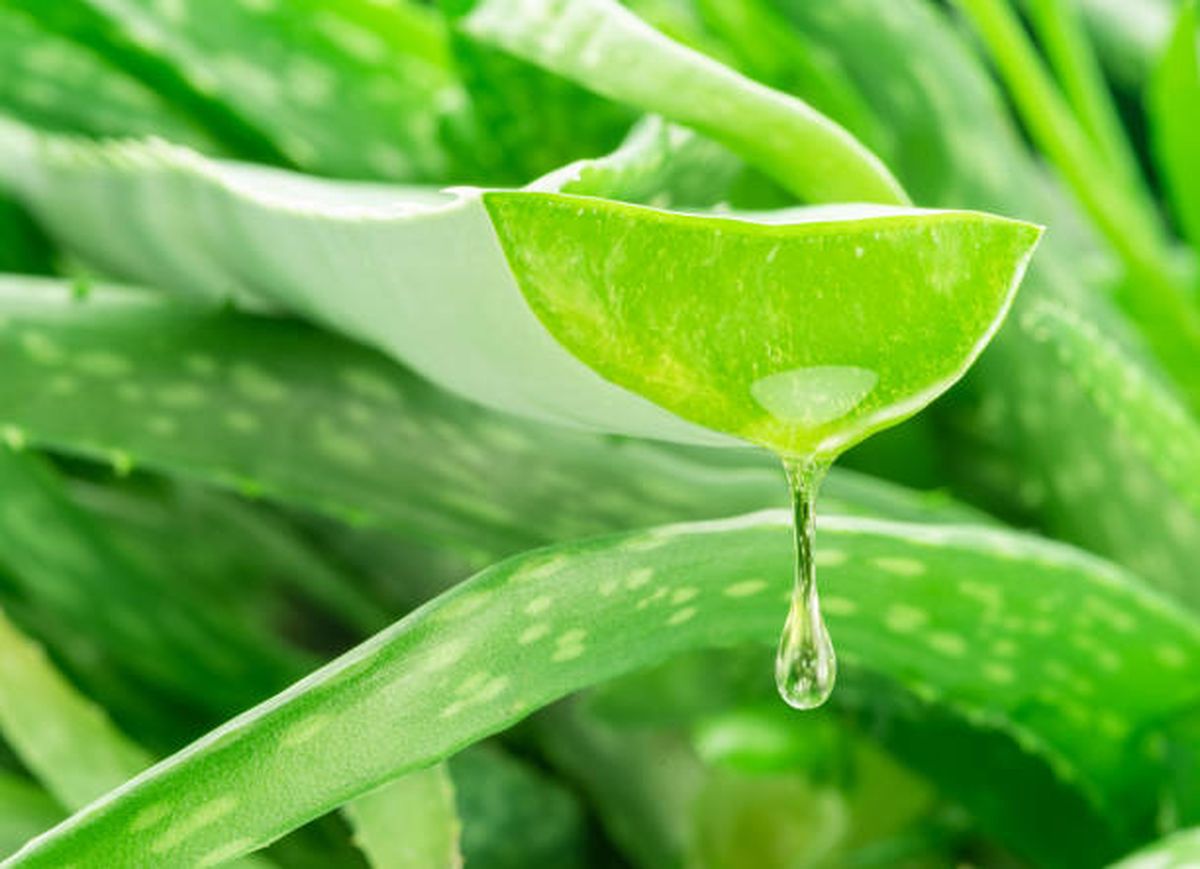 Descubr&iacute; c&oacute;mo obtener correctamente el gel del aloe vera.