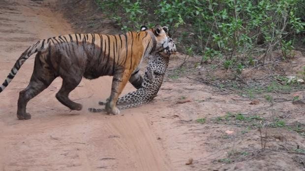 Tigre versus leopardo: quedó todo filmado