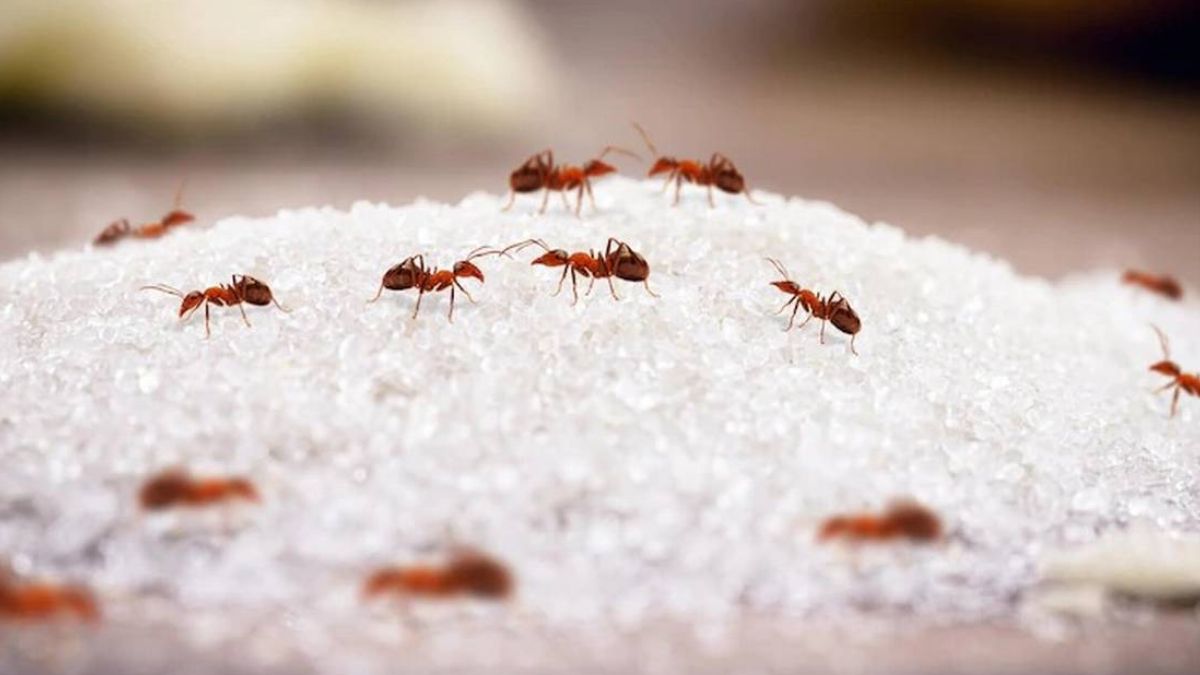 Cuando las hormigas se juntan en la cocina