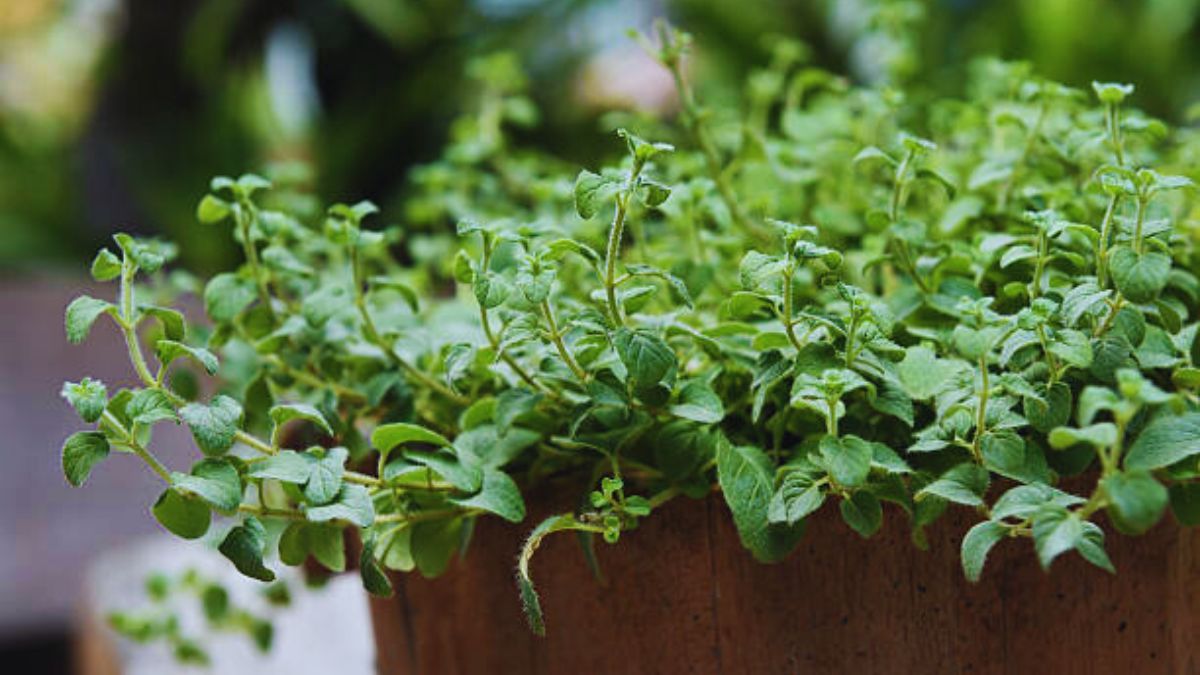 Esta planta aromática es un elixir para la salud.