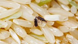 Por qué aparecen gorgojos en el arroz.
