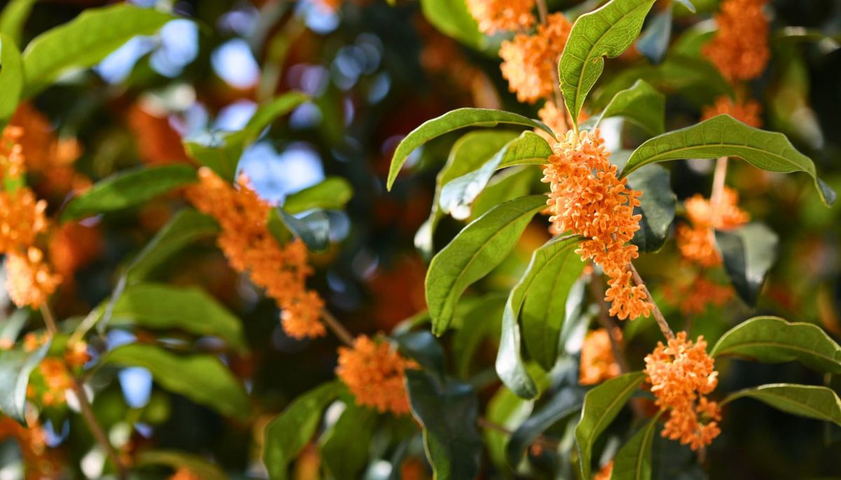 El árbol que casi nadie conoce, puede cultivarse en maceta y tiene flores que huelen como el azahar
