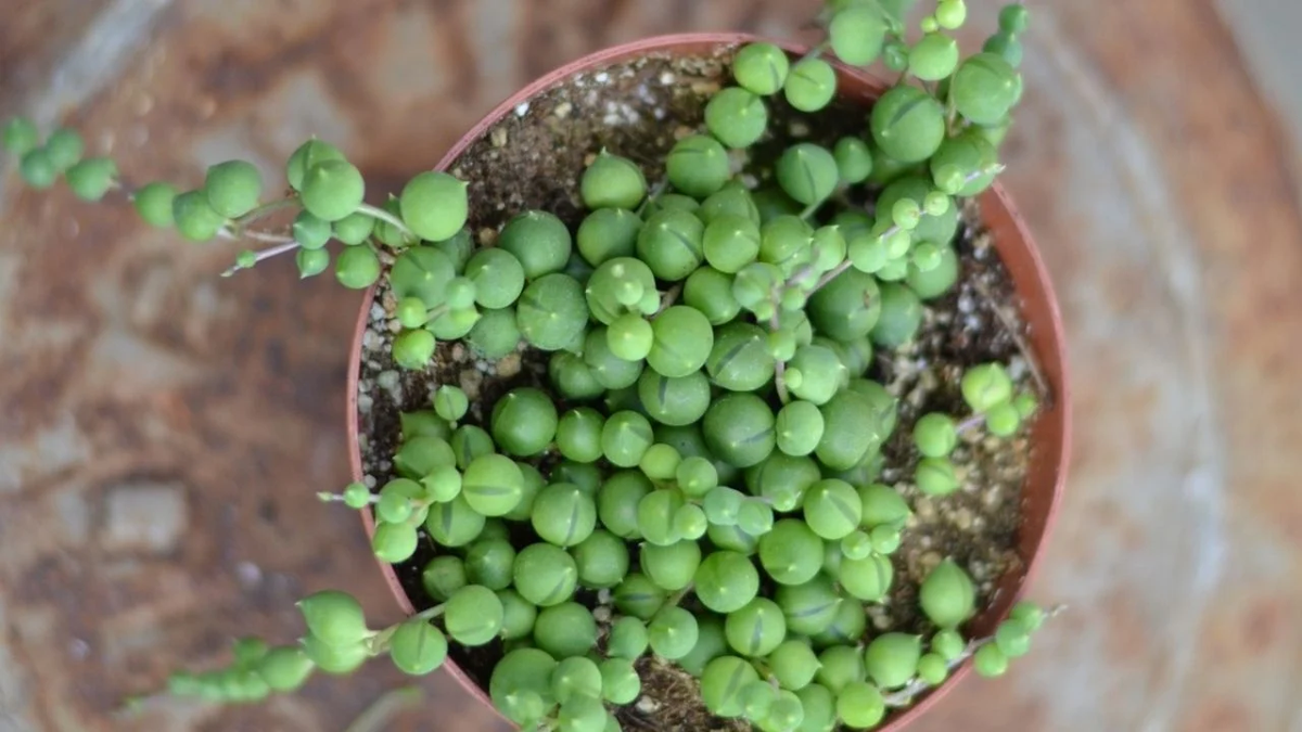 La planta rosario tiene propiedades beneficiosas.