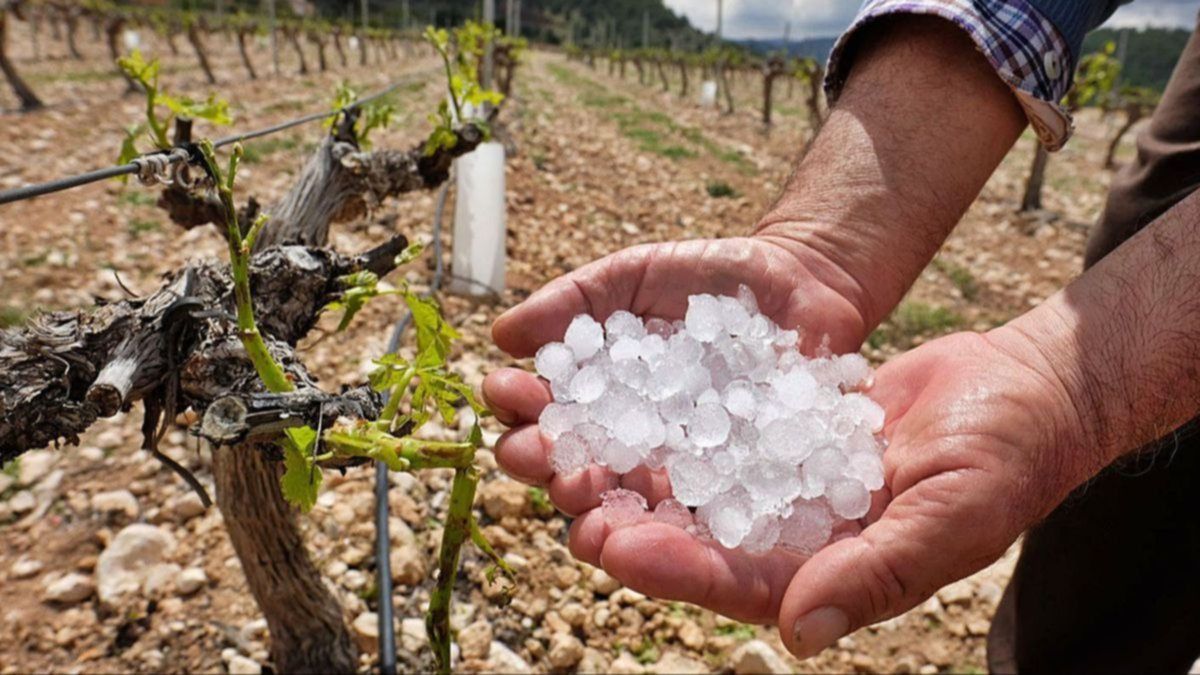 Los daños por granizo deben reportarse hasta 10 días después del evento.