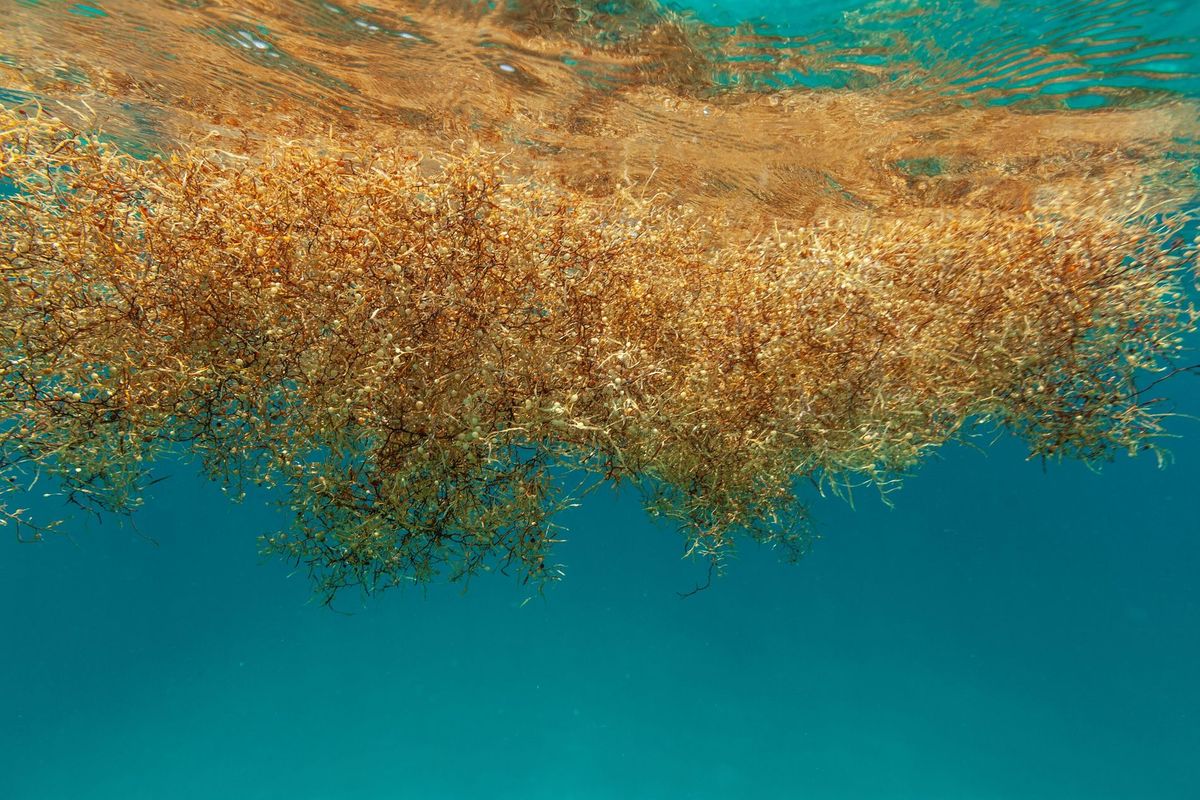 Muchas suspenden viajes por la llegada del sargazo.