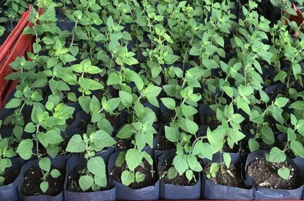 Beneficio de tomar mate con peperina. Beneficio de tomar mate con peperina.