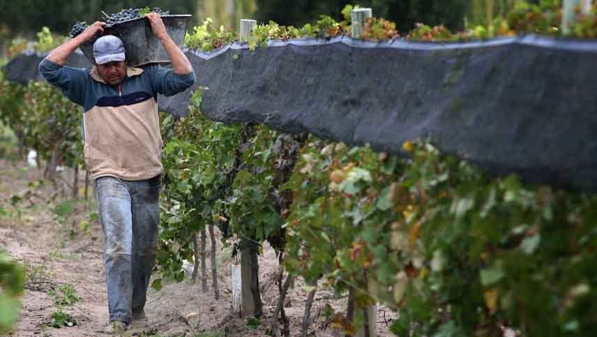 Más productores se lanzan a elaborar sus propios vinos
