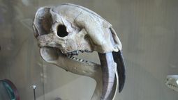 Este animal evolucionó diferente en comparación con los felinos y los perros. Este animal evolucionó diferente en comparación con los felinos y los perros.
