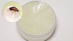 Las cucarachas de tu cocina pueden caer en el poder de la vaselina. 