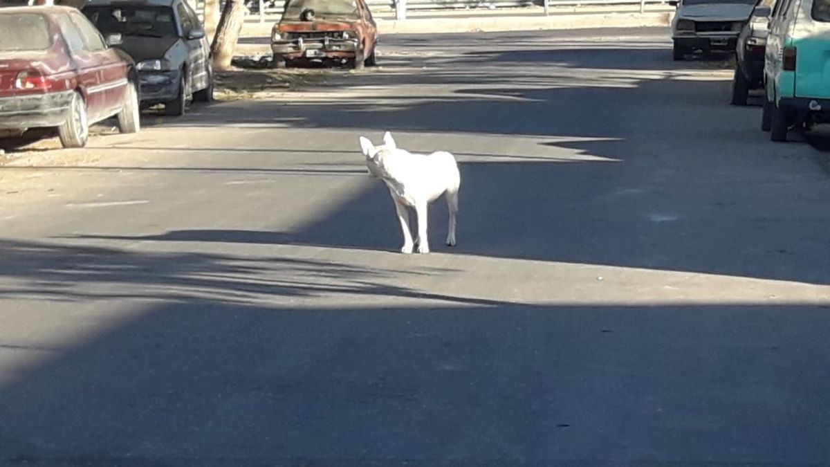 En San Juan. A dos censistas los mordieron los perros y a otros tres les robaron el celular.